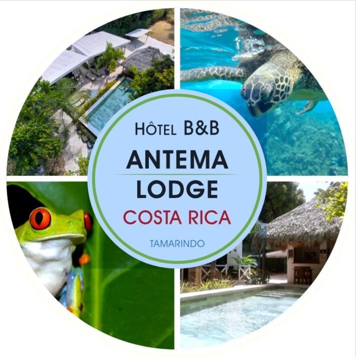 Antema Lodge Secteur Tamarindo, Piscine, Yoga, Gym, Jungle Et Paix Esterno foto